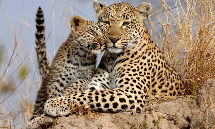 Leopard: ದೇಶದಲ್ಲಿ ಚಿರತೆಗಳ ಸಂತತಿ ವಾರ್ಷಿಕ ಶೇ.1.08ರಷ್ಟು ಏರಿಕೆ