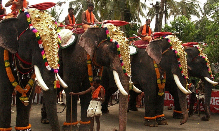 Kerala; ವೈಭವ ಕಳೆದುಕೊಳ್ಳುವತ್ತ ಉತ್ಸವಗಳಲ್ಲಿ ಆನೆಗಳ ಮೆರುಗು: ಕಾರಣ?