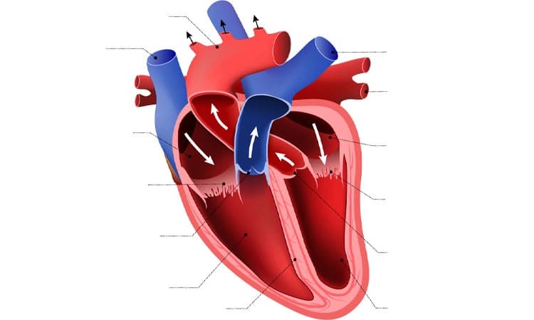 Heart Valve; ಹೃದಯ ಕವಾಟ: ಕಾಯಿಲೆಗಳು, ವಿಧಗಳು, ಕಾರಣಗಳು, ಚಿಕಿತ್ಸೆ
