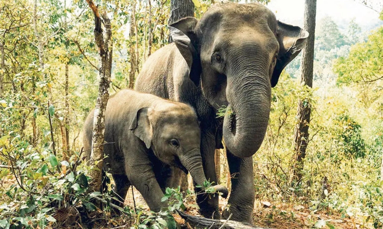 Elephant; ಮನುಷ್ಯರಂತೆಯೇ ಅಳುವ, ಅಂತ್ಯಕ್ರಿಯೆ ನಡೆಸುವ ಆನೆ!