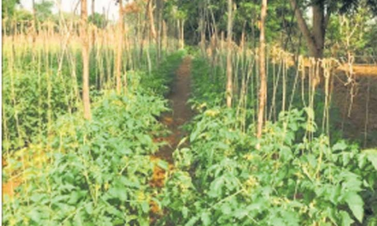 ಕೋಲಾರ: 3 ಹಂಗಾಮಿನಲ್ಲೂ ಬಿತ್ತನೆ, ಫ‌ಸಲು ಖೋತಾ!