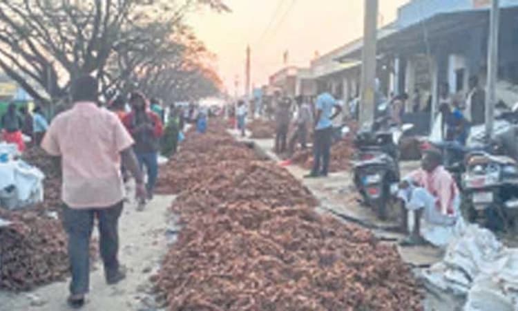 ಚಿಂತಾಮಣಿ ಮಾರುಕಟ್ಟೆಯಲ್ಲೀಗ ಹುಣಸೆ ಘಮಲು-ನೂರಾರು ಕೂಲಿ ಕಾರ್ಮಿಕರಿಗೆ ಕೆಲಸ