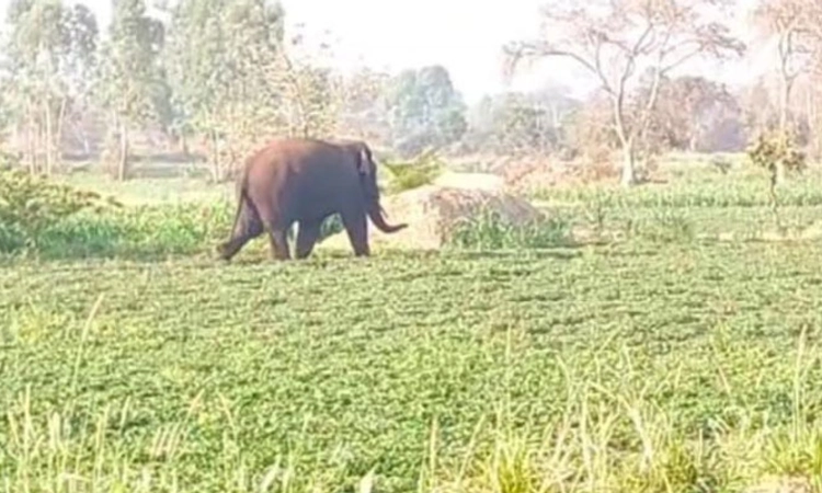 Belagavi; ಕಾಡಿನಿಂದ ನಾಡಿಗೆ ಬಂದ ಕಾಡಾನೆ; ಜನರಲ್ಲಿ ಅತಂಕ