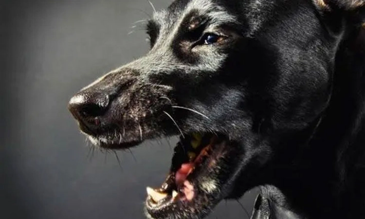 7 ಮಂದಿಯ ಮೇಲೆ ಆಕ್ರಮಣಕಾರಿ ದಾಳಿ ನಡೆಸಿದ್ದ ಬೀದಿ ನಾಯಿ ರೇಬೀಸ್ ನಿಂದ ಸಾವು