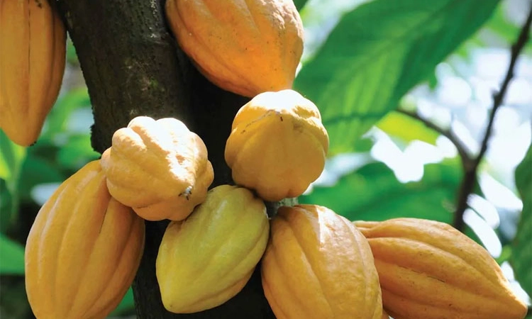 Cocoa ಧಾರಣೆ 130 ರೂ.ಗೆ; ರೈತರಲ್ಲಿಲ್ಲ ಕೊಕ್ಕೋ!