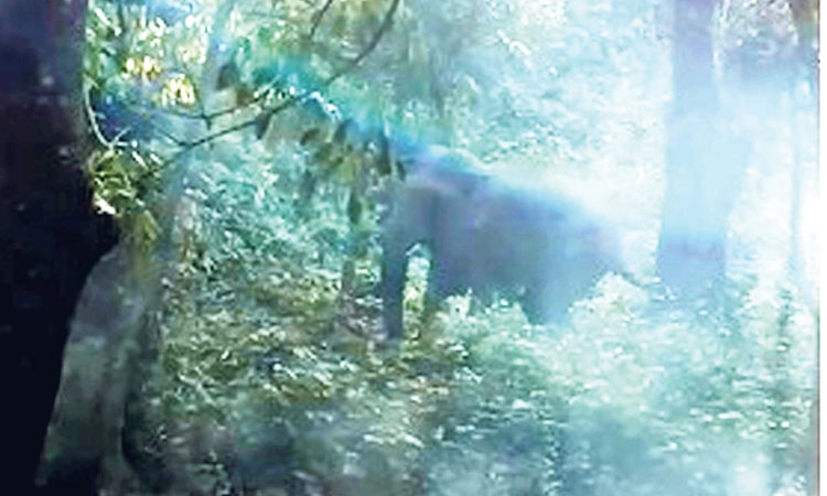 ಮತ್ತೆ ಚಾರ್ಮಾಡಿಯಲ್ಲಿ ಒಂಟಿ ಸಲಗ; ಅರಣ್ಯ ಇಲಾಖೆಯಿಂದ 3 ತಾಸು ಕಾರ್ಯಾಚರಣೆ