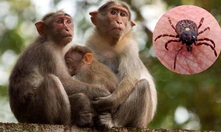 KFD ಸೋಂಕಿಗೆ ಕಾಫಿನಾಡಲ್ಲಿ ಕಾರ್ಮಿಕ ಮಹಿಳೆ ಮೃತ್ಯು