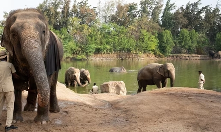 “Vanantara’ ಶಿಬಿರದಲ್ಲಿ ಆನೆಗಳಿಗೆ ಪುನರ್ಜನ್ಮ: ಆನೆಗಳಿಗೆ ಆಯಿಲ್‌ ಮಸಾಜ್‌, ಜಲ ಚಿಕಿತ್ಸೆ