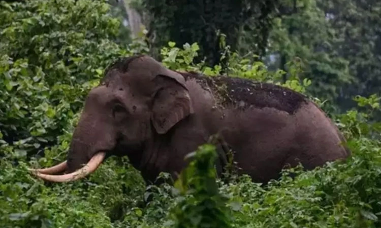 Kerala: ಆಟೋ ಉರುಳಿಸಿ ಚಾಲಕನನ್ನು ಎತ್ತಿ ಬಿಸಾಡಿದ ಕಾಡಾನೆ; ತಿಂಗಳೊಳಗೆ 3ನೇ ಘಟನೆ