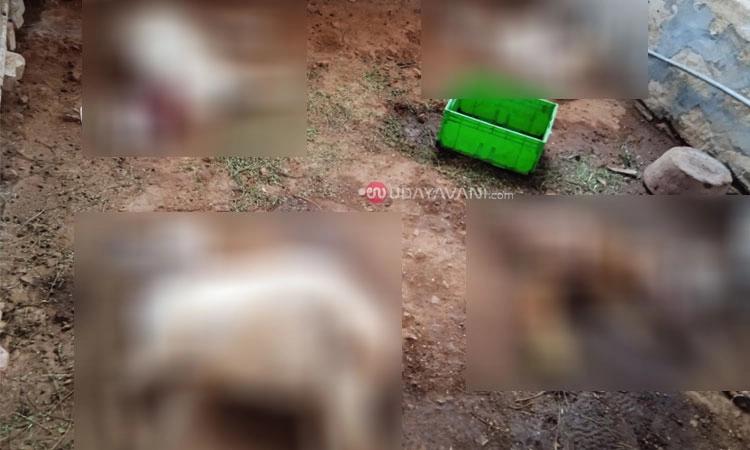 Hanur: ಚಿರತೆ ದಾಳಿಗೆ ಕುರಿಗಳು ಬಲಿ; ಸಾವಿರಾರು ರೂ. ನಷ್ಟ