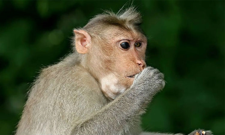 KFD; ಸಿದ್ದಾಪುರ: ಮಂಗನ ಕಾಯಿಲೆಗೆ ಮಹಿಳೆ ಬಲಿ