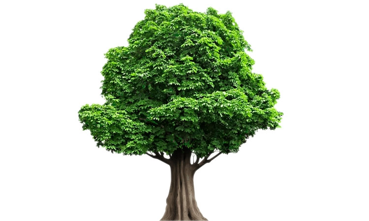 Tree: ಮಾವು ಬಿತ್ತಿದರೆ ಮಾವು ಬೇವು ಬಿತ್ತಿದರೆ ಬೇವು