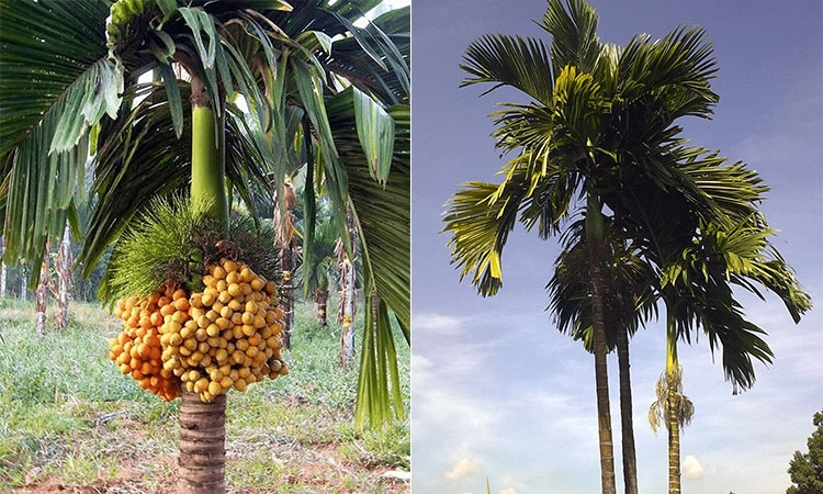 Arecanut: ಬಹುಪಯೋಗಿ ಕಂಗಿನ ಬಗ್ಗೆ ನಿಮಗೆಷ್ಟು ಗೊತ್ತು?