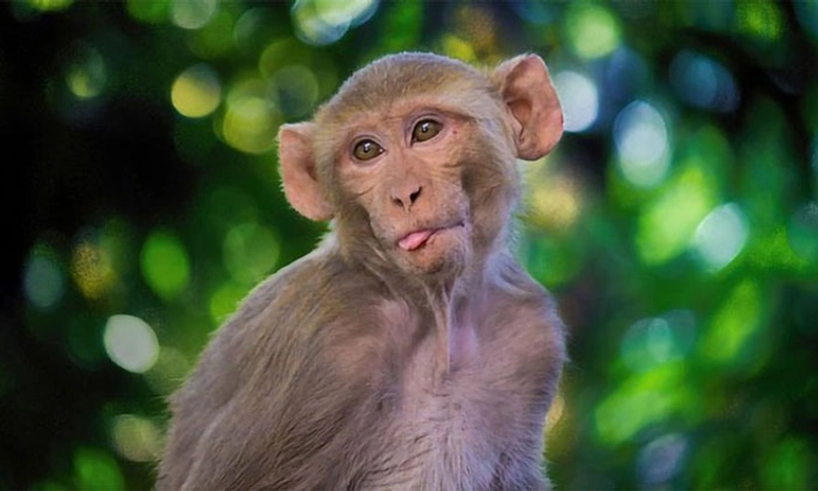 Monkey Disease: ಉಡುಪಿ ಜಿಲ್ಲೆಯಲ್ಲಿ ವ್ಯಾಪಕ ಮುನ್ನೆಚ್ಚರಿಕೆ
