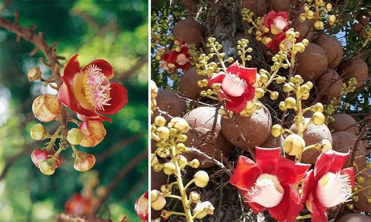 Nagalinga Flowers: ನಿಸರ್ಗದ ವಿಸ್ಮಯ ನಾಗಲಿಂಗ‌ ಪುಷ್ಪ