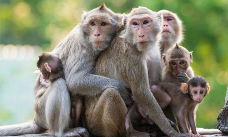 KFD; ಉಡುಪಿಗೂ ವಕ್ಕರಿಸಿದ ಮಂಗನಕಾಯಿಲೆ