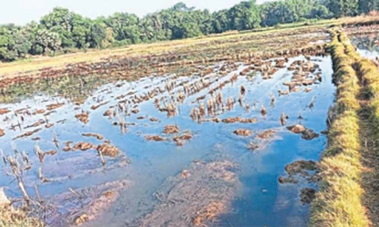 ಕುಂದಾಪುರ: ಜಾಲಾಡಿ- ಹೊಸ್ಕಳಿ- ಗದ್ದೆಗಳಿಗೆ ನುಗ್ಗಿದ ಉಪ್ಪು ನೀರು