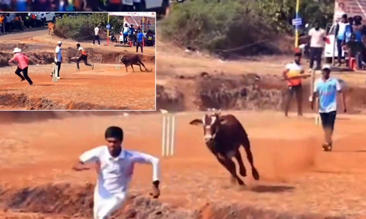 Video: ಕ್ರಿಕೆಟ್ ಪಂದ್ಯಾವಳಿ ವೇಳೆ ಎಂಟ್ರಿ ಕೊಟ್ಟ ಗೂಳಿ… ಮುಂದೇನಾಯ್ತು ನೀವೇ ನೋಡಿ