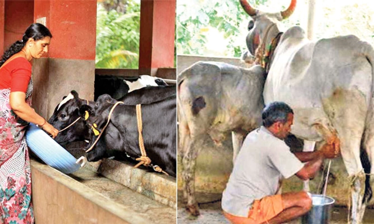 State Govt; ಕೈ ಸೇರದ ಪ್ರೋತ್ಸಾಹಧನ, ಹೈನುಗಾರ ಹೈರಾಣು