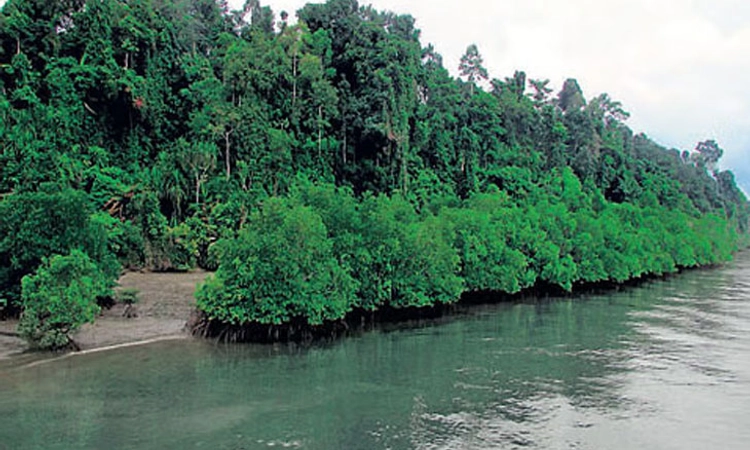 Andaman ಕಾಡಿನೊಳಗೆ ಹಸಿವಿನಿಂದ ಸಾವನ್ನಪ್ಪಿದ 6 ಮಂದಿ ಮ್ಯಾನ್ಮಾರ್ ಕಳ್ಳ ಬೇಟೆಗಾರರು