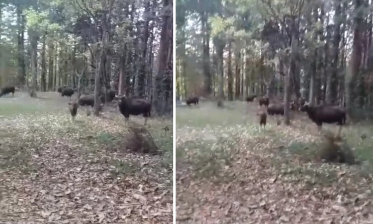 Gaur: ಚಿಕ್ಕಮಗಳೂರಿನಲ್ಲಿ ಕಾಡಾನೆ ಬಳಿಕ ಕಾಡುಕೋಣಗಳ ಸರದಿ… ಜೀವ ಭಯದಲ್ಲಿ ಗ್ರಾಮಸ್ಥರು