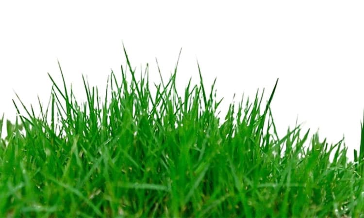 Scutch Grass: ಬಹೂಪಯೋಗಿ ಗರಿಕೆ ಹುಲ್ಲು