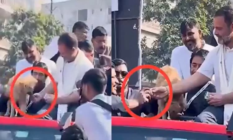 Biscuit Row: ನಾಯಿ ತಿನ್ನದ ಬಿಸ್ಕಿಟ್ ಕಾರ್ಯಕರ್ತನಿಗೆ ನೀಡಿದ ರಾಹುಲ್… : ವಿಡಿಯೋ ವೈರಲ್