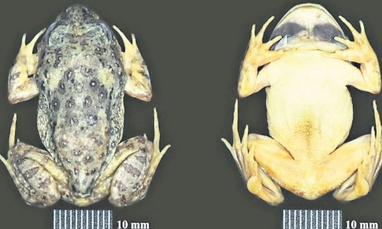 Frog: ರಾಜಧಾನಿಯಲ್ಲಿ ಬಿಲಕಪ್ಪೆ ಹೊಸ ಪ್ರಭೇದ ಪತ್ತೆ