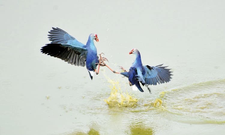 Ankasamudra Bird Sanctuary: ಕೆರೆಯಲ್ಲಿ ಕೋಳಿ ಜಗಳ!