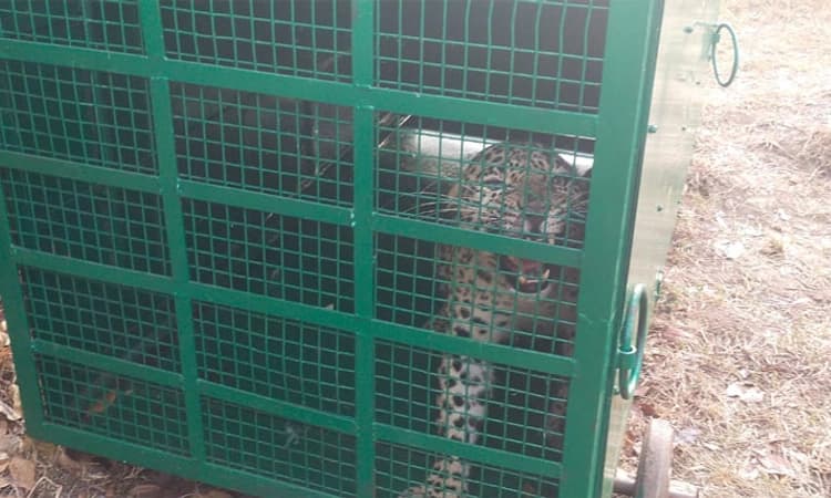 Koratagere: ರೈತರಿಗೆ ಭಯ ಹುಟ್ಟಿಸಿದ್ದ ಚಿರತೆ ಬೋನಿಗೆ