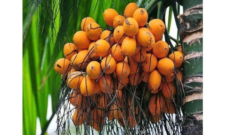 Agri: ರೋಗ ನಿಯಂತ್ರಣ ಪ್ರಸ್ತಾವನೆಗೆ ಧೂಳು; ಅಡಿಕೆ ಬೆಳೆ ಹಾಳು