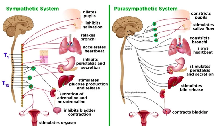 Nervous System: ಸಿಂಪೆಥೆಟಿಕ್‌ ಮತ್ತು ಪ್ಯಾರಾಸಿಂಪೆಥೆಟಿಕ್‌ ನರವ್ಯವಸ್ಥೆ
