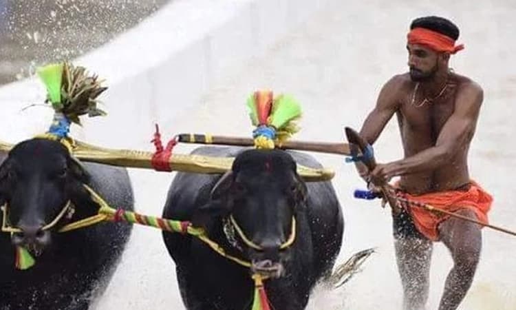 Baradi Kambala: 3 ವಿಭಾಗದಲ್ಲಿ ಪ್ರಶಸ್ತಿ ಗೆದ್ದ ಕೃತಿಕ್ ಗೌಡ; ಇಲ್ಲಿದೆ ಫಲಿತಾಂಶ ಪಟ್ಟಿ