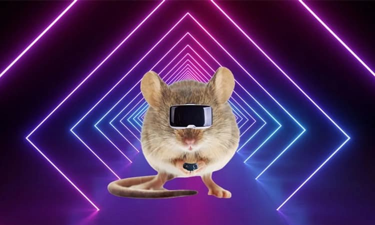 Rat: ಇಲಿ ಮೆದುಳಿನ ಚಟುವಟಿಕೆ ಅಧ್ಯಯನದ ಉದ್ದೇಶ- ಇಲಿಗಳಿಗೆ ವರ್ಚುವಲ್‌ ರಿಯಾಲಿಟಿ ಕನ್ನಡಕ