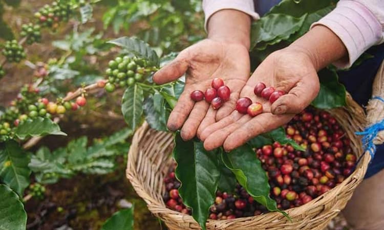 Desi Swara- ಗುಪ್ತ ಗಾಮಿನಿ ಕಾಫಿ ಭೂಸುಧೆಯೋ…: ಕಾಫಿ ನಮ್ಮ ನಾಡಿಗೆ ಬಂದದ್ದು ರೋಚಕ ಕಥೆ