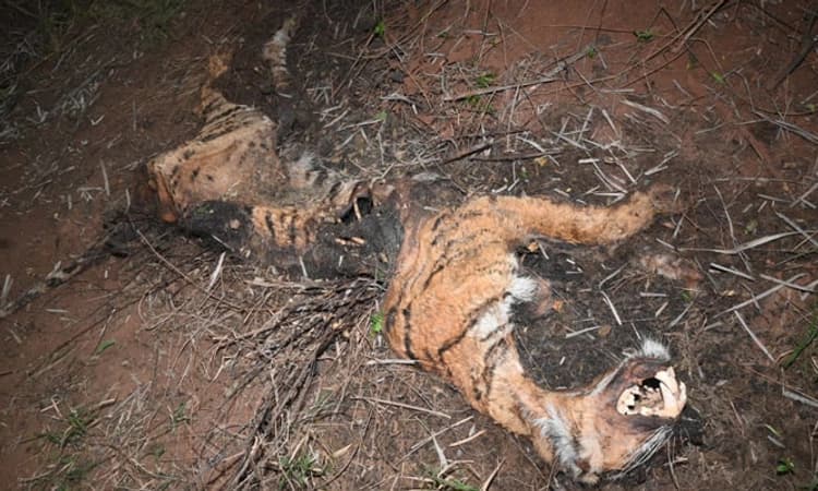 Chamarajanagar; ವಯಸ್ಕ ಹಾಗೂ ಮರಿ ಹುಲಿ ಕೊಳೆತ ಶವ ಪತ್ತೆ: ಹಲವು ಅನುಮಾನಗಳು..