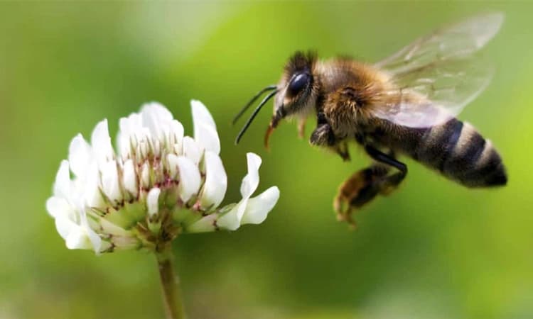 Sullia: ಜೇನು ನೊಣ ಓಡಿಸಲು ಬೆಂಕಿ ಪ್ರಯೋಗ; ಆತಂಕ