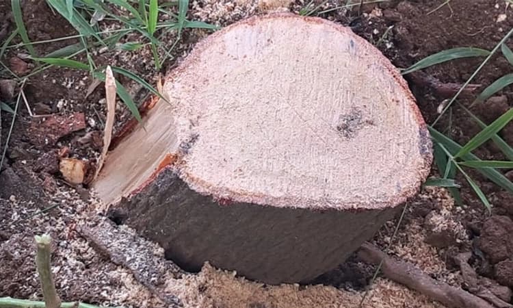 Sagara; ಮನೆ ಅಂಗಳದಲ್ಲಿದ್ದ ಗಂಧದ ಮರಗಳ ಕಳವು!