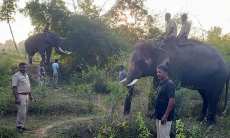 Hunsur; ಶೆಟ್ಟಳ್ಳಿ-ಲಕ್ಕಪಟ್ಟಣದಲ್ಲಿ ಹುಲಿ ಪ್ರತ್ಯಕ್ಷ: ಸಾಕಾನೆಗಳನ್ನು ಬಳಸಿ ಕೂಂಬಿಂಗ್