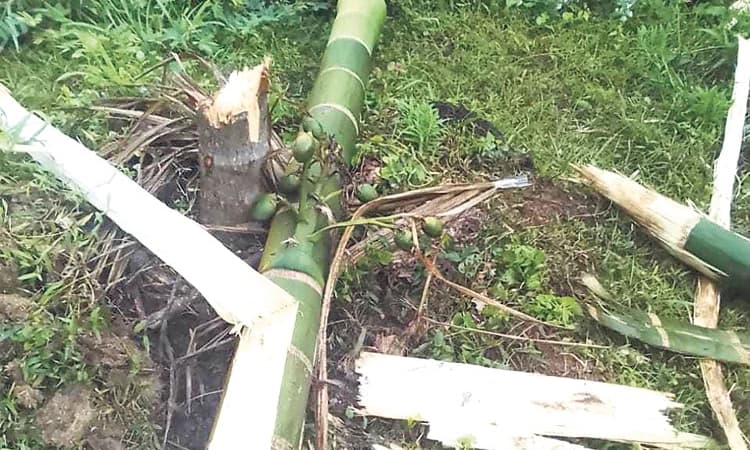 Dharmasthala, ಕಡಿರುದ್ಯಾವರದಲ್ಲಿ ಕಾಡಾನೆ ಹಿಂಡು; ಅಪಾರ ಪ್ರಮಾಣದ ಅಡಿಕೆ ಗಿಡ, ಮರ ಧ್ವಂಸ