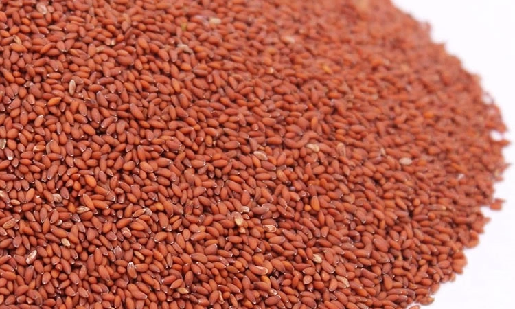 Halim Seeds: ಪೌಷ್ಠಿಕಾಂಶದ ಶಕ್ತಿ ಕೇಂದ್ರ… ಹಲೀಮ್‌ ಬೀಜಗಳ ಪ್ರಯೋಜನವೇನು?