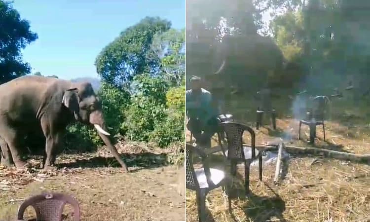 Arjuna Elephant ಮೃತ್ಯು; ಕಾಡಾನೆ ಸೆರೆ ಕಾರ್ಯಾಚರಣೆ ತಾತ್ಕಾಲಿಕ ಸ್ಥಗಿತ