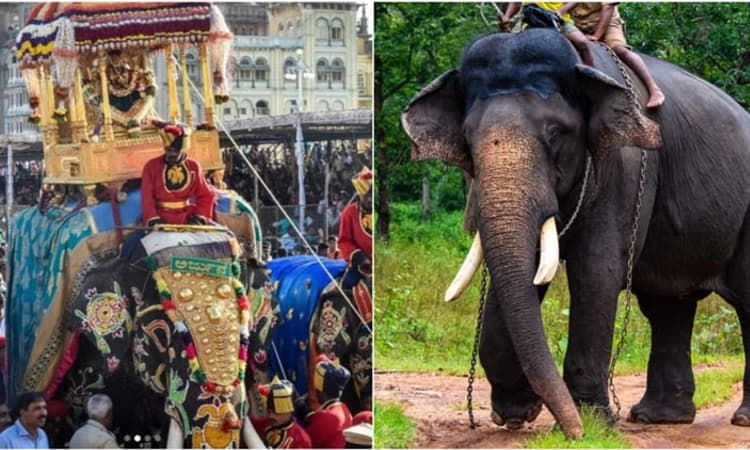 Arjuna: ಅರ್ಜುನ ಸಾವಿನ ಕುರಿತು ಸಮಗ್ರ ತನಿಖೆಯಾಗಬೇಕು