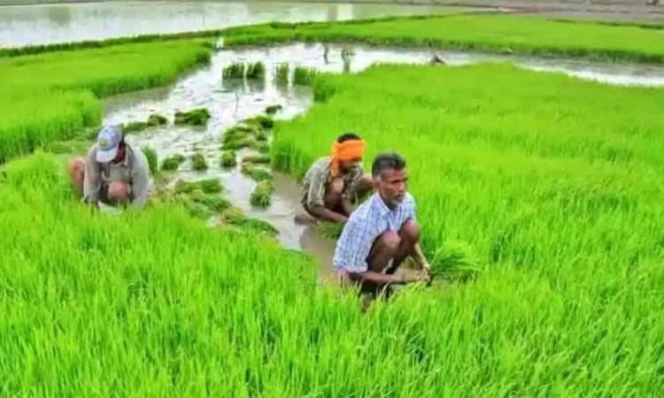 Kundapura: ಬೆಳೆ ವಿಮೆ: ಸಿಕ್ಕವರಿಗೆ ಬಂಪರ್‌, ಮಿಕ್ಕವರಿಗೆ ನಿರಾಧಾರ್‌