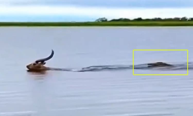 Video: ಬಿಡದ ಛಲ… ದೈತ್ಯ ಮೊಸಳೆಯ ಬಾಯಿಯಿಂದ ತಪ್ಪಿಸಿಕೊಂಡು ಈಜಿ ದಡ ಸೇರಿದ ಜಿಂಕೆ