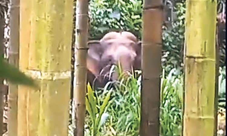 Shirady: ಕಾಡಾನೆಗಳ ಸಂಚಾರ ಕೃಷಿ ಬೆಳೆಗಳಿಗೆ ತೀವ್ರ ಹಾನಿ