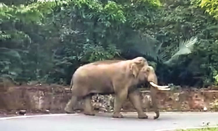 Belthangady ಚಾರ್ಮಾಡಿ ಘಾಟಿ 3ನೇ ತಿರುವಿನಲ್ಲಿ ಒಂಟಿ ಸಲಗ ಪ್ರತ್ಯಕ್ಷ