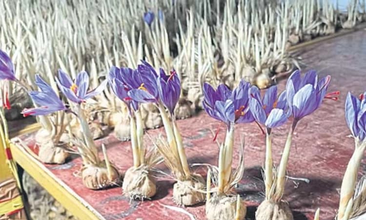 ದಾವಣಗೆರೆಯ ಉತ್ಸಾಹಿ ಯುವಕನ “ಕೇಸರಿ ಕೃಷಿ” ಯಶೋಗಾಥೆ