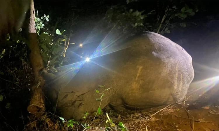 Mudigere: ಕಾಡಾನೆ ಸೆರೆ ಕಾರ್ಯಾಚರಣೆ ವೇಳೆ ಕಾಡಾನೆ ಸಾವು