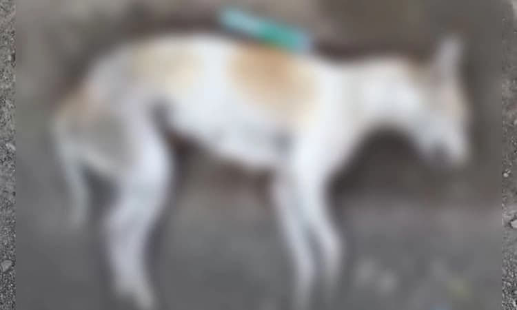 Vijayapura ಮಾಂಸದಲ್ಲಿ ವಿಷ ಹಾಕಿ ಬೀದಿ ನಾಯಿಗಳ ಹತ್ಯೆ